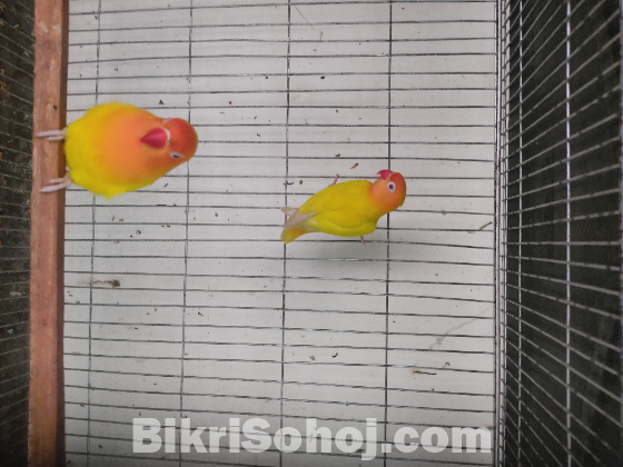 ইয়োলো ফিসার রেডআই